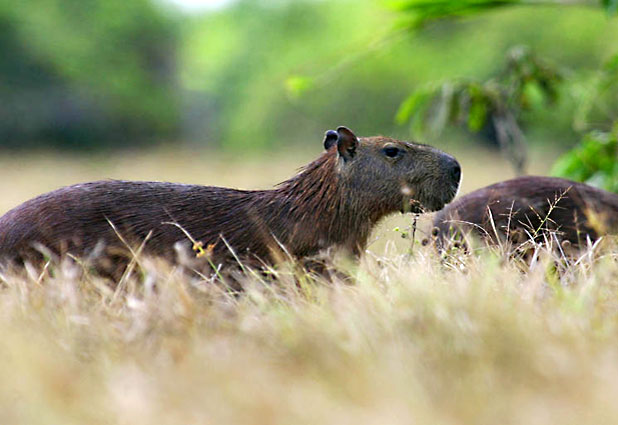 Amazonas, Cristi찼n Carvallo 