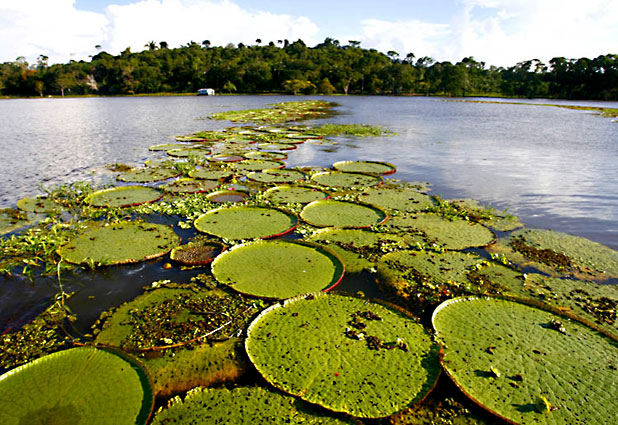 Amazonas, Cristi찼n Carvallo 