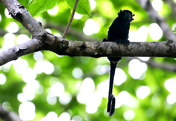 Amazonas, Cristi찼n Carvallo 