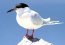 Emol.com