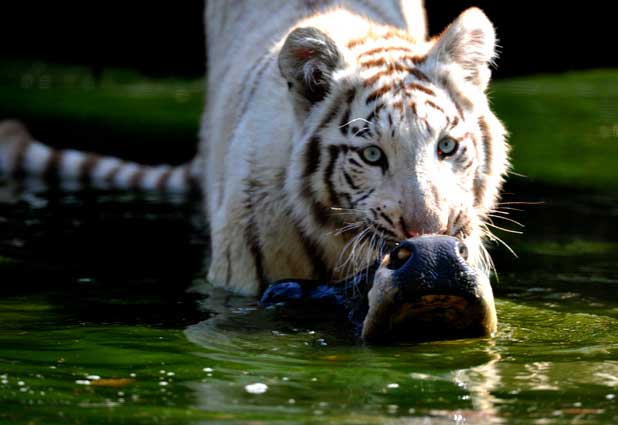 Parque zoológico en Alemania 