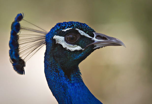 La belleza del pavo real 