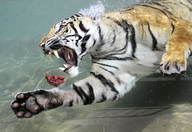 Los tigres disfrutan de un buen baño frío en el verano de EE.UU. 