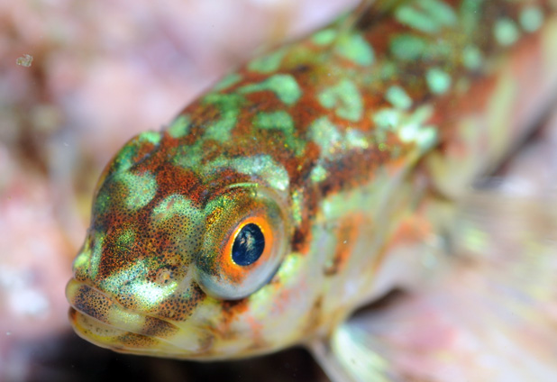 Especies submarinas del sur de Chile desfilan tras el lente de un biólogo de la U. Austral 