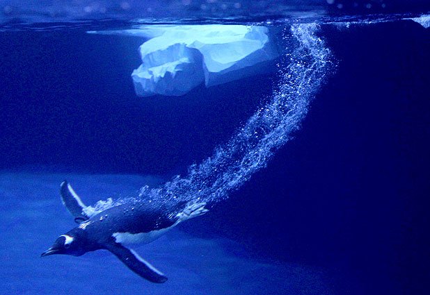 Gentoo Penguins Are the New Stars of a Zoo in England 