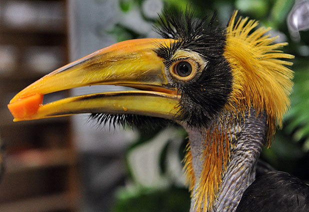 Incubated Pied Hornbills in Singapore 