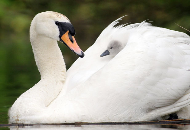 Alster Swans Parenthood 