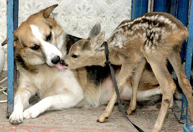 The Simferopol Zoo in Ukraine 