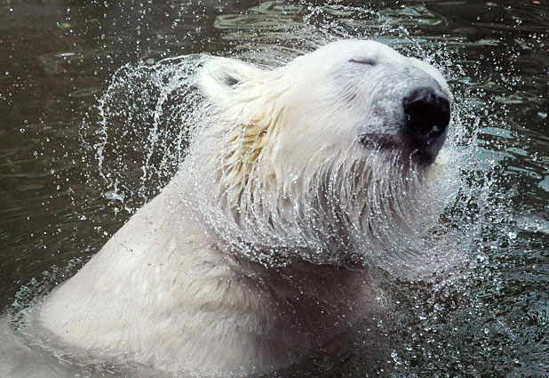 A Polar Bear Cools Off in Czech Republic 