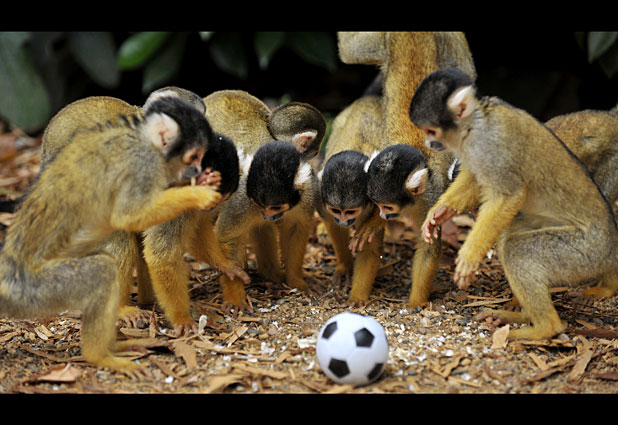 London Zoo Increases Its Number of Bolivian Squirrel Monkeys 