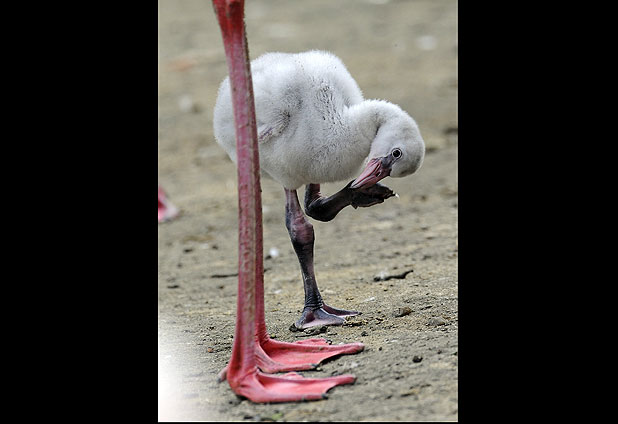 Captive flamingos in a German zoo 