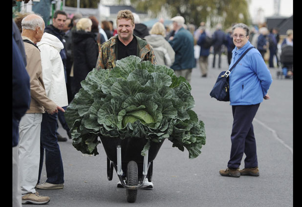 Concurso de vegetales gigantes 