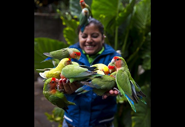 Thousands of birds live happily in Mexico 