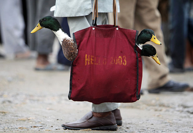 Ducks are ready for the sacrifices in a traditional festival at Nepal 