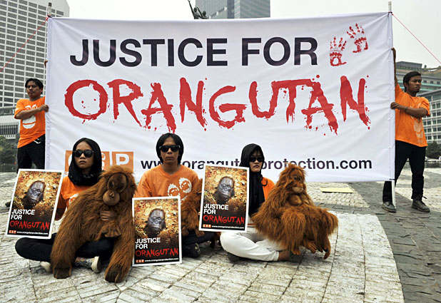 Animal activists are ready to fight for orangutans rights in Indonesia 