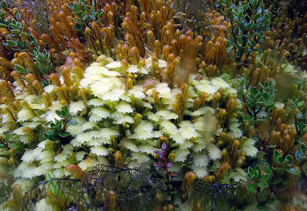 La belleza oculta de isla Madre de Dios 