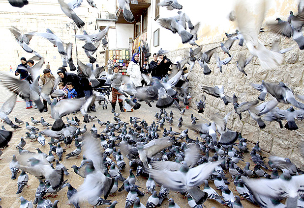 Pigeons flying in Syria 