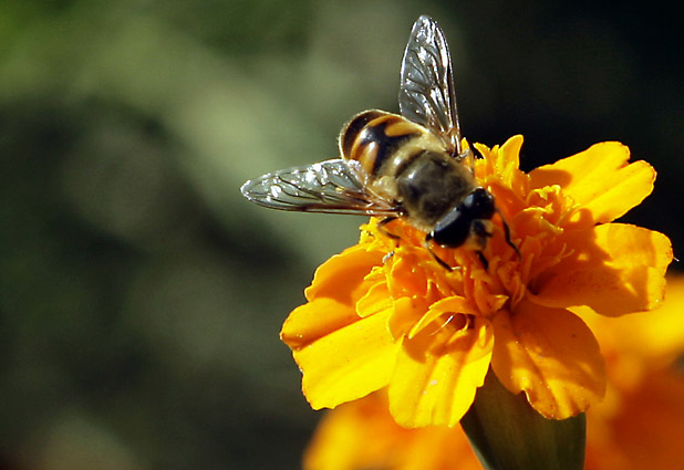 Científicos franceses descubren que los insectos elaboran conceptos abstractos 