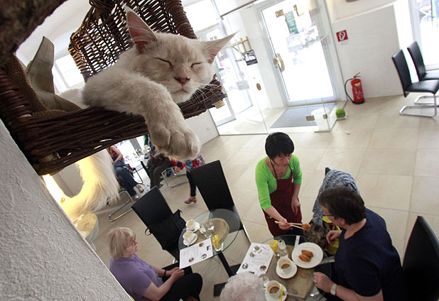 Los cafés de gatos con horario nocturno 