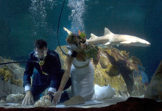 Matrimonio submarino entre tiburones 