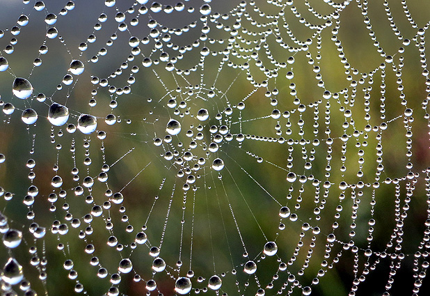 A spider´s net is covered in dewdrops 