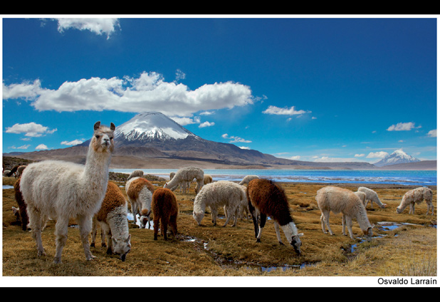 Sitio web revela el esplendor natural de Chile 