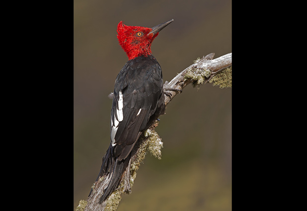 Sitio web revela el esplendor natural de Chile 