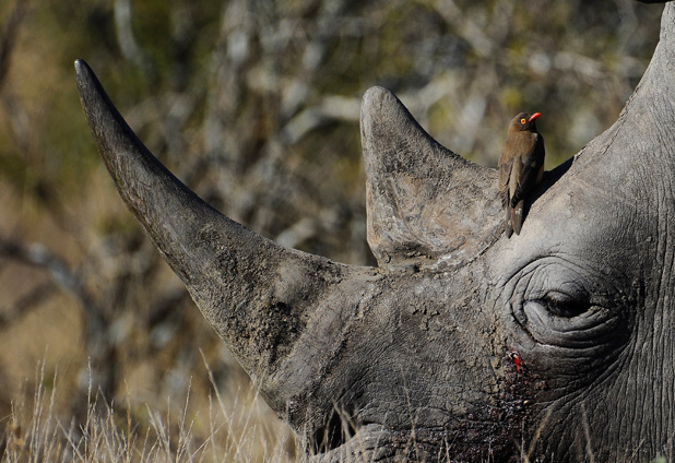 Kruger offers cash rewards to curb poaching 