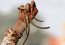 Emol.com